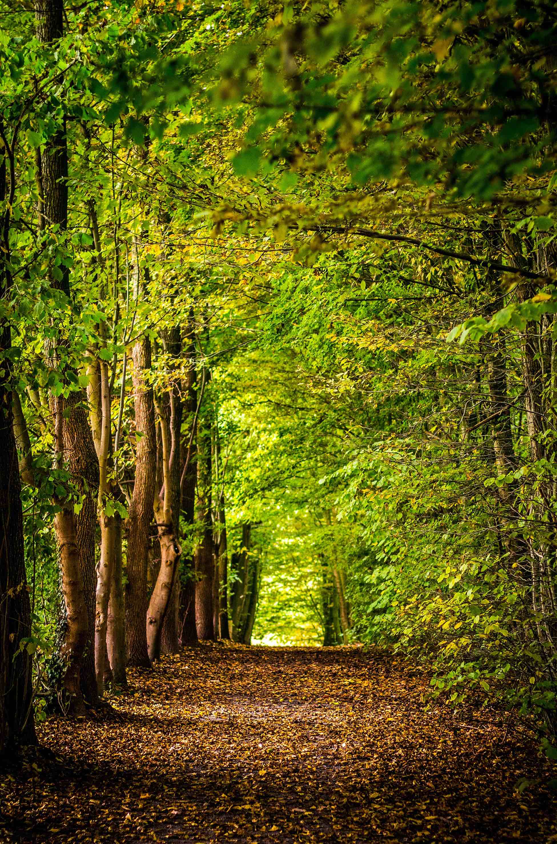 nature